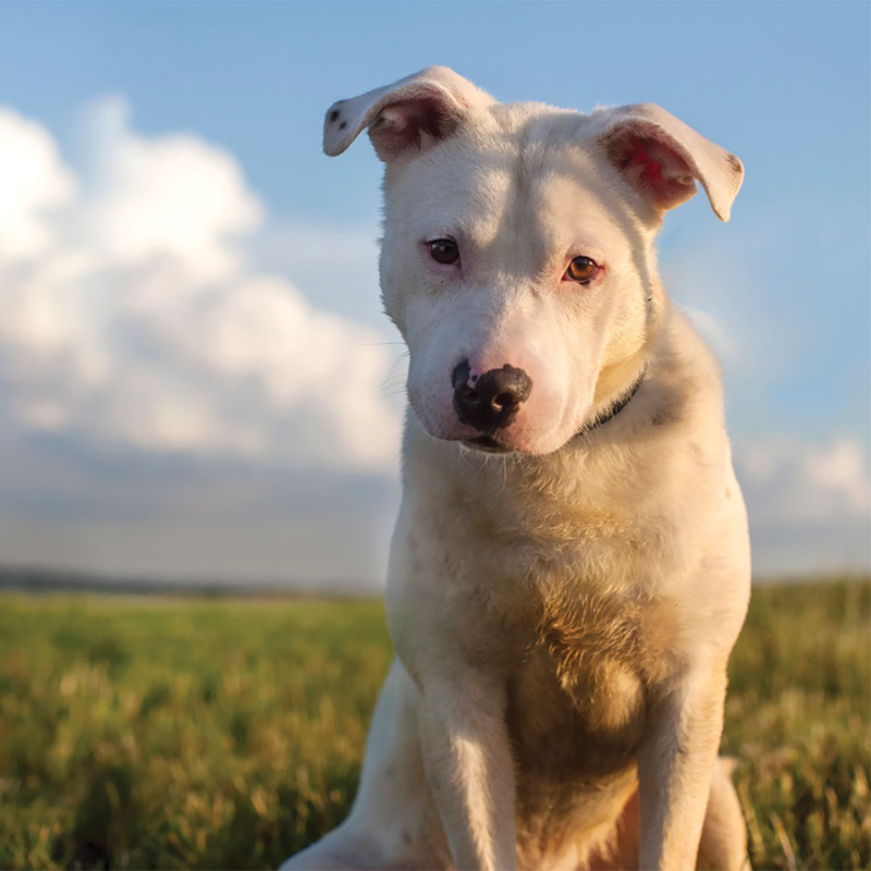 Teaser image for the Repealing breed-specific legislation manual