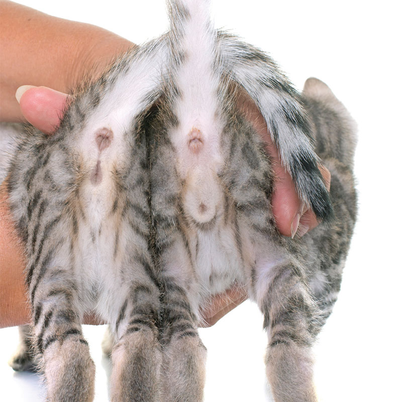 Teaser image for the Sexing Kittens factsheet