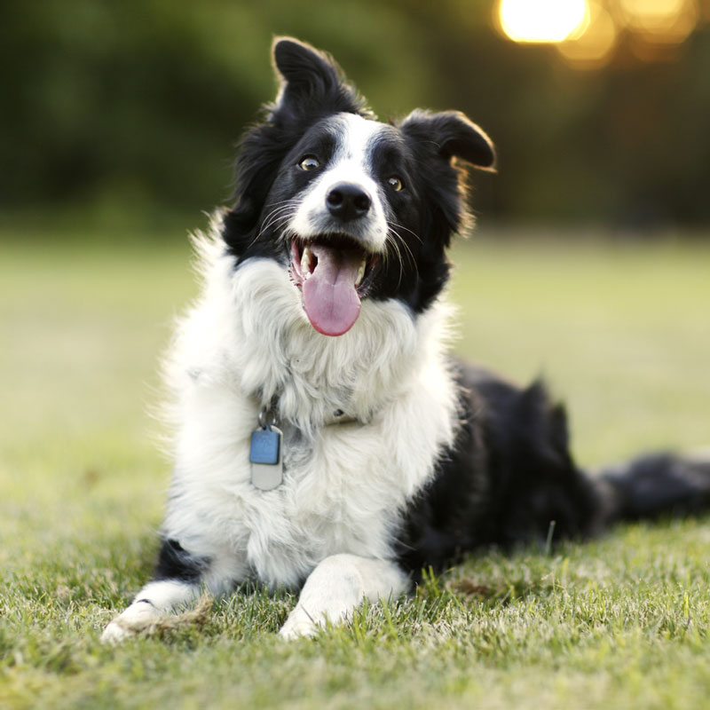 Humane Policy Toolkit