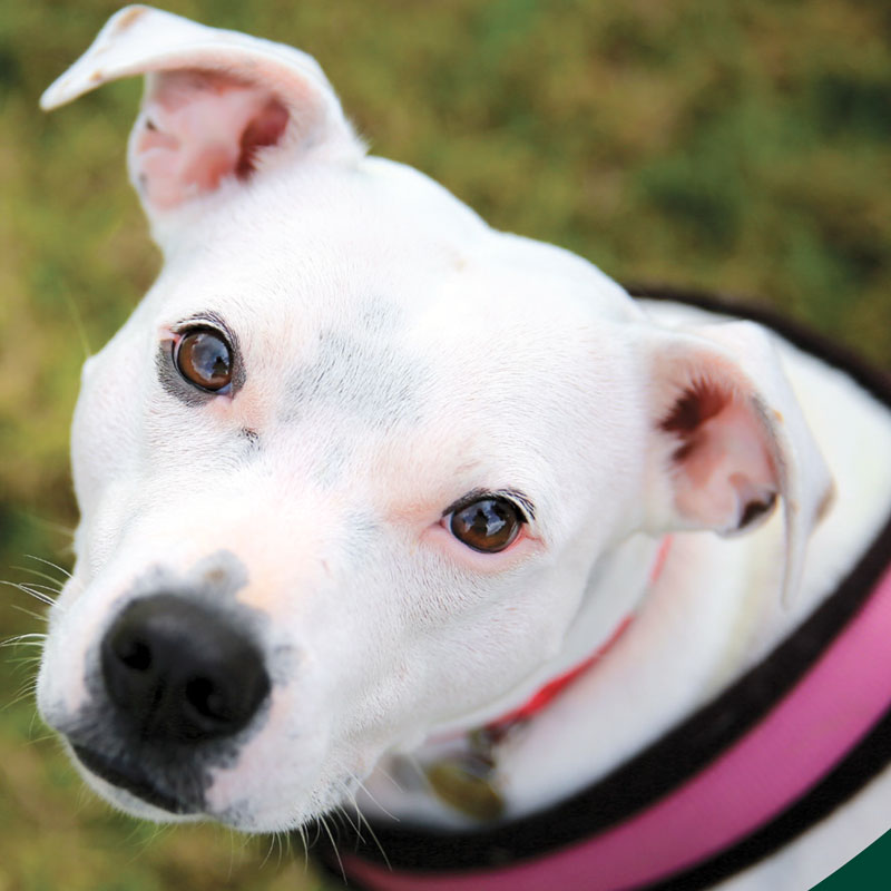 Repealing breed-specific legislation manual teaser