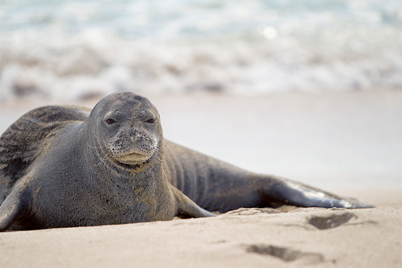 Seal