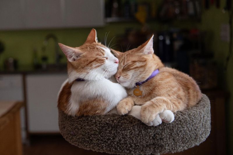 two cats snuggle atop a cat tree