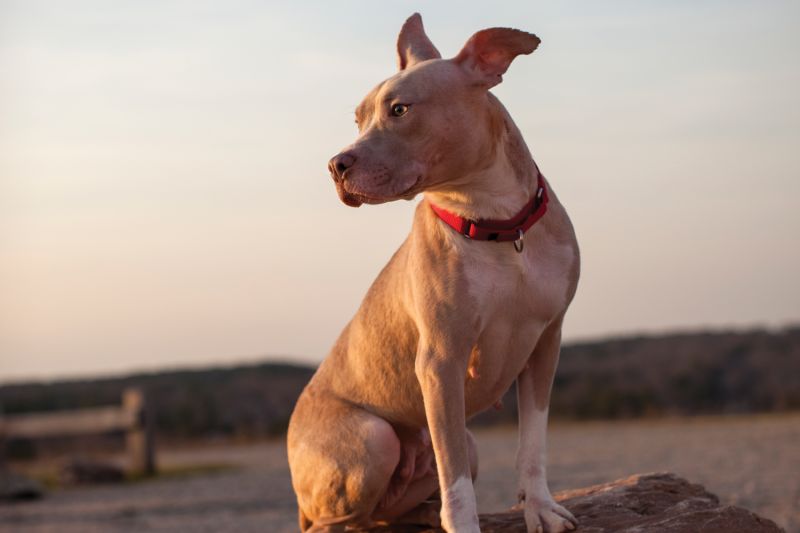 a pit bull type dog on an empty beach