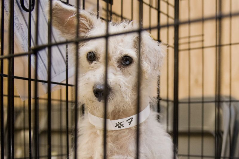 a dog wearing a paper collar marked with a 7 inside a kennel