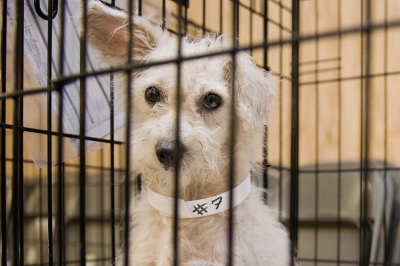 Can dog owners be evicted for not supplying dog poop samples?
