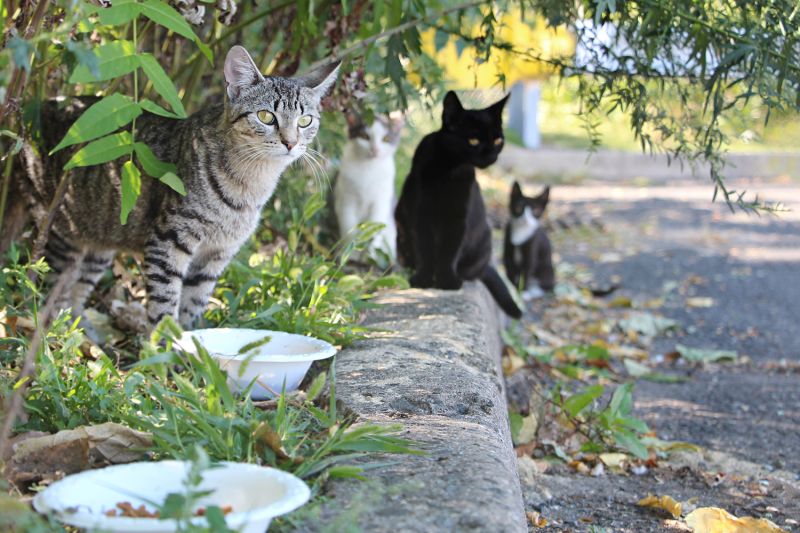 a group of community cats stand near food bowls on a curb