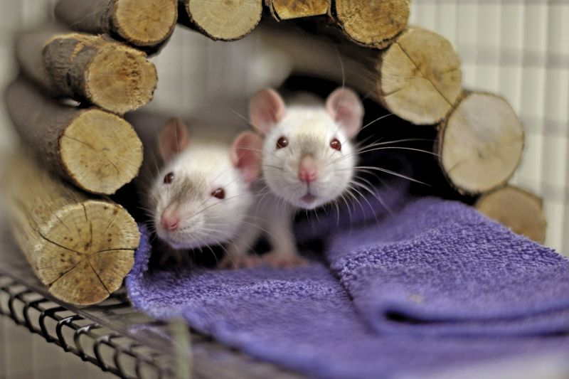 two albino rats peer out of a wooden arch