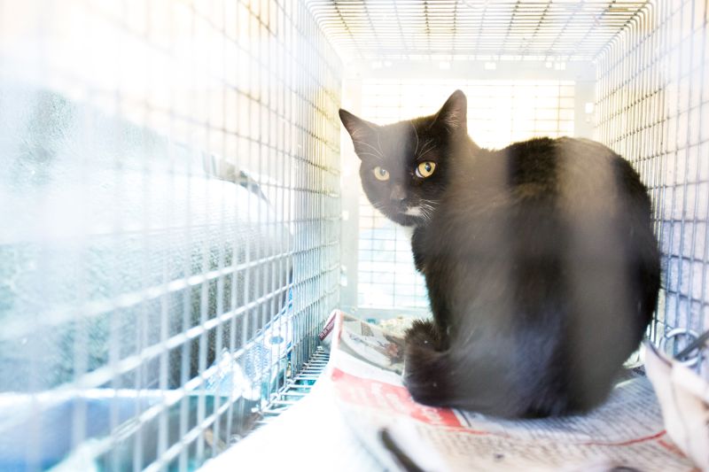 a cat in a kennel