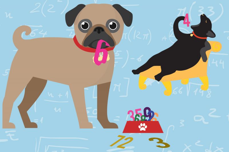 illustration of pets and a food bowl full of numbers