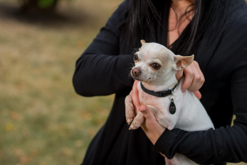 a woman holding a chihuahua