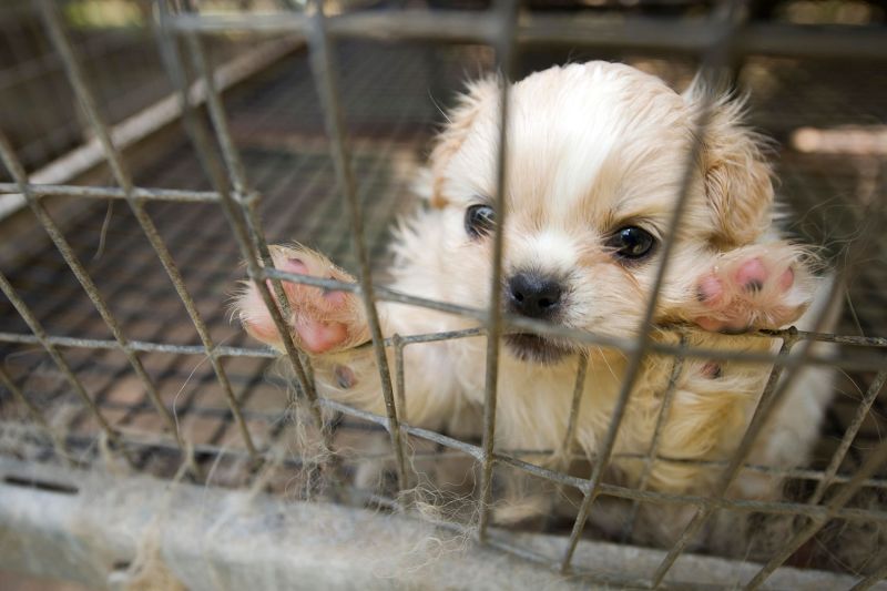 a puppy pressing its paws against dirty bars