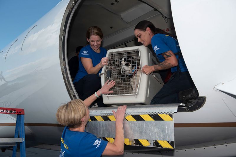 Transporting a dog in an airplane