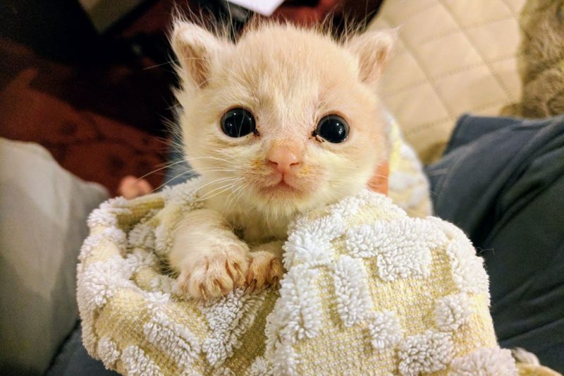 a very young kitten wrapped in a towel