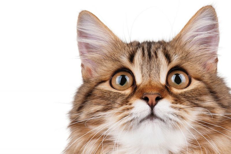 What's that bug in your ear, kitty? | HumanePro by The Humane Society of  the United States