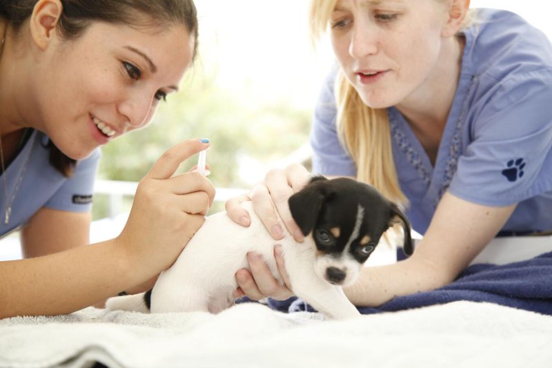 One vet tech holds a small puppy while another administers an injection
