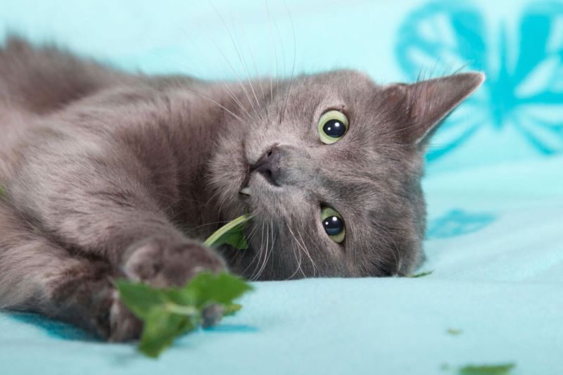 a gray cat chewing on a catnip stem