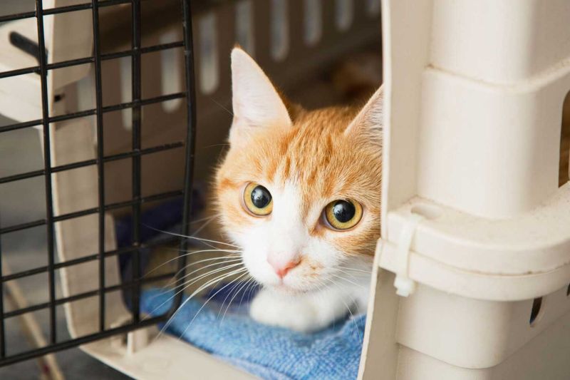 a timid cat peeking out of a carrier