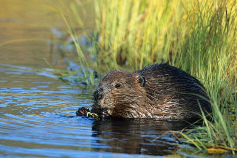 a beaver in the water near reeds