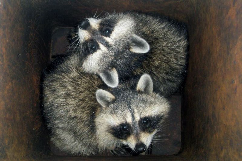 two raccoons in a chimney flu