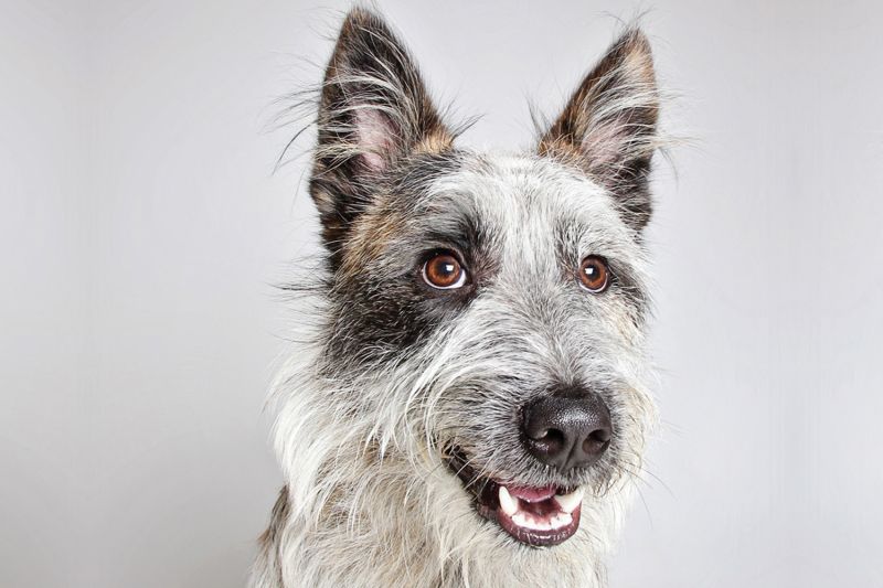 a portrait style photo of a dog