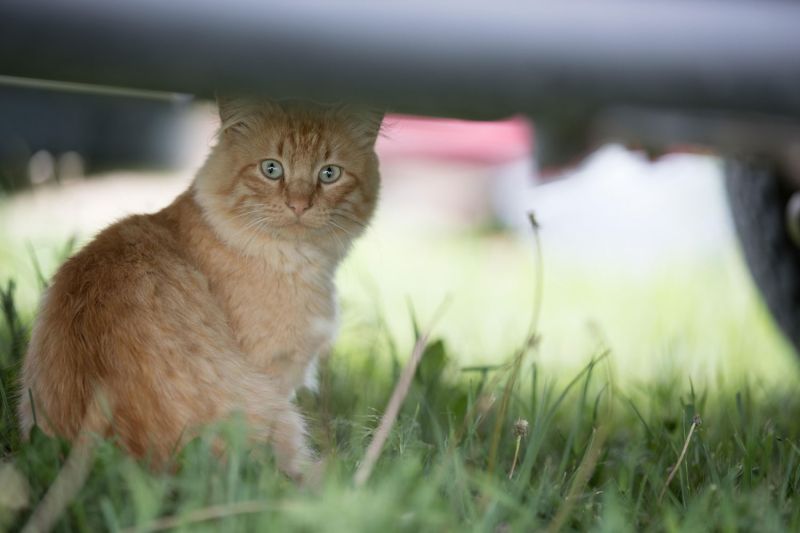 a cat hiding under a car
