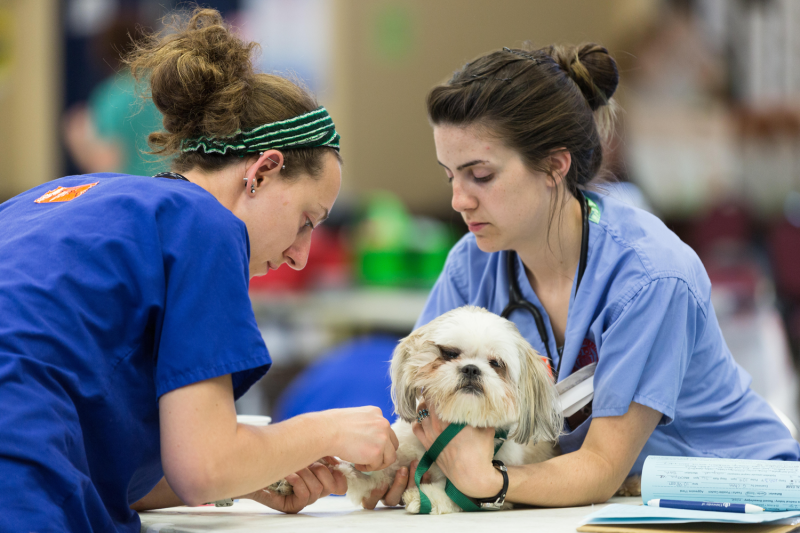 a vet tech cradles a dog while another administers an injection