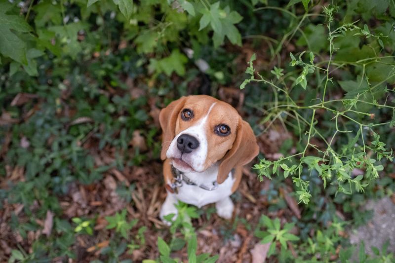 a beagle standing in grass