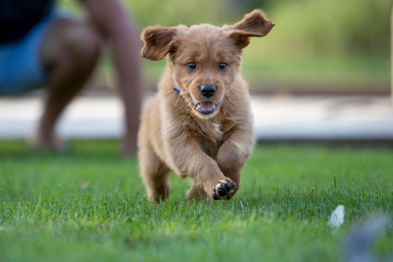 a puppy chasing a leaf