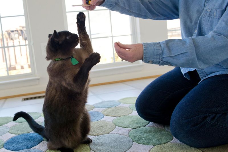 a person holding a treat to a cat while the cat stands on his hind legs