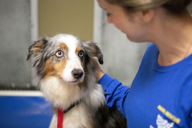 a woman petting a puppy