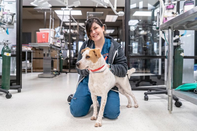 a woman kneels next to a dog in a veterinary clinic