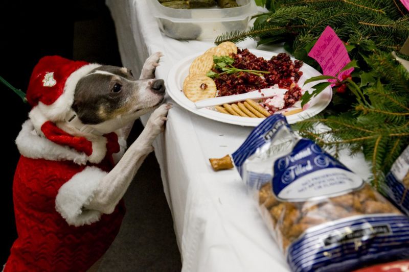a dog dressed in a santa costume tries to reach a plate of cookies on a table