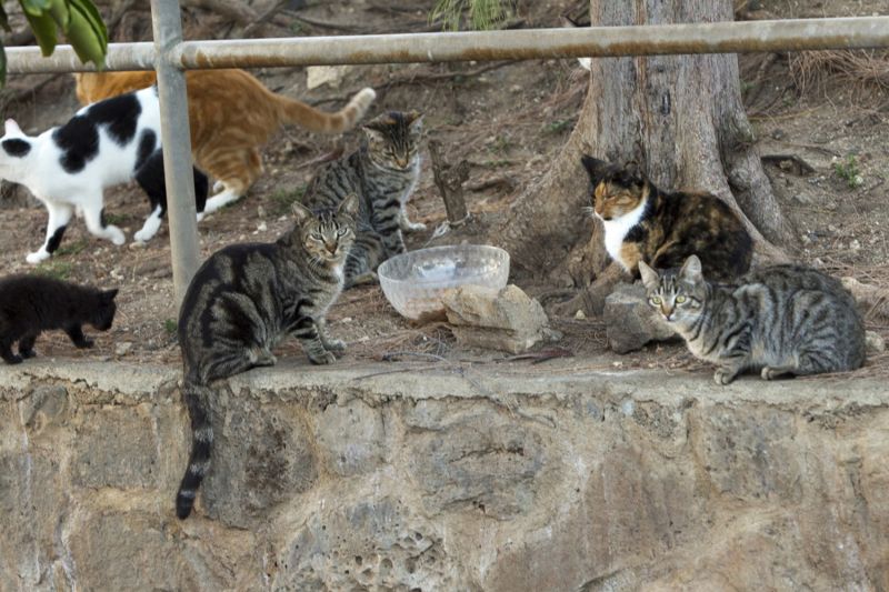 Returning healthy feral cats  HumanePro by The Humane Society of