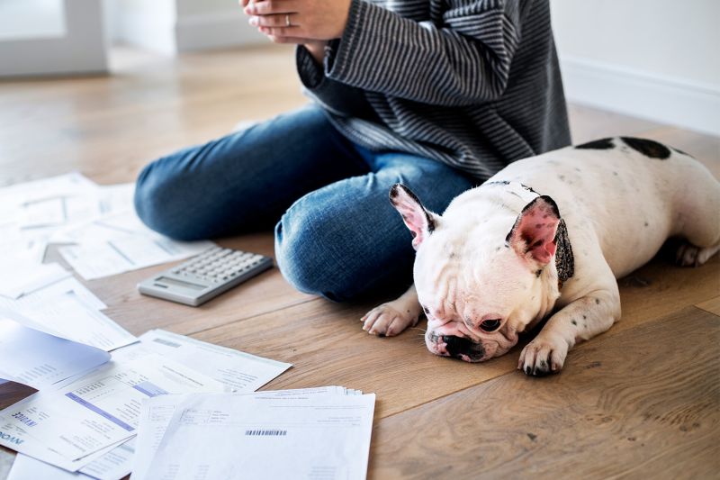 Photo of a woman managing the debt with a french bulldog sitting next to her.