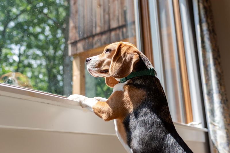 a dog standing on hind legs to look out a window