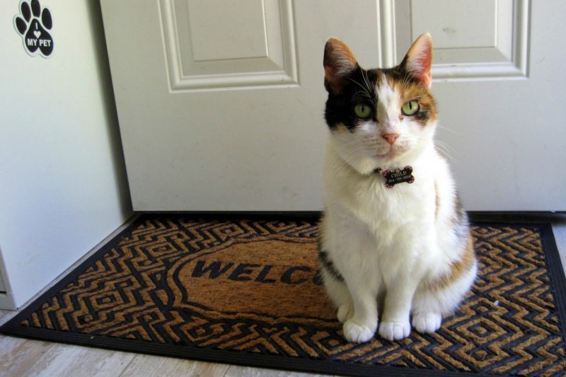 cat sitting in front of a door on a welcome mat
