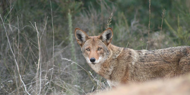 Wildlife Coyote