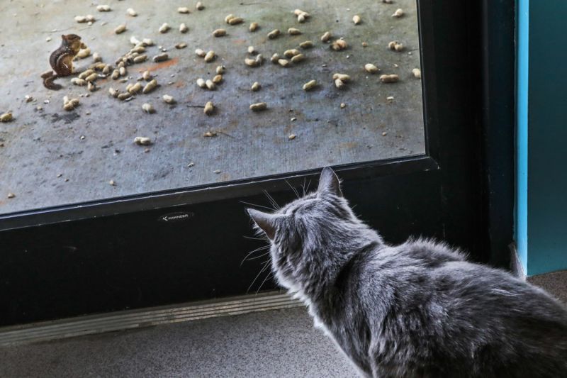 a cat watching a chipmunk through a glass door