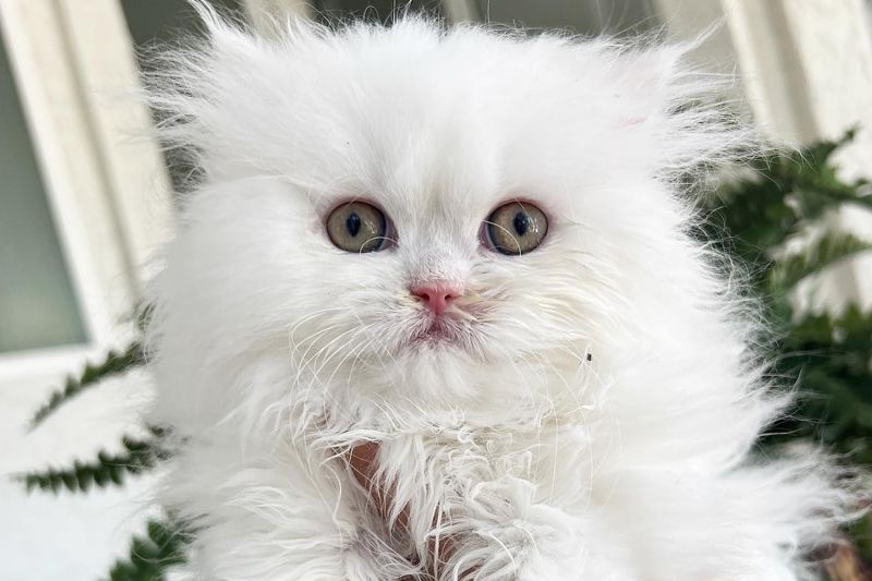 close up of a white brachycephalic kitten