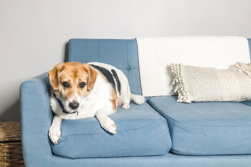 a dog sitting on a blue couch