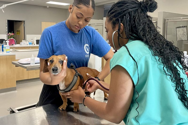 Columbus Humane vet and technician examine a dog.