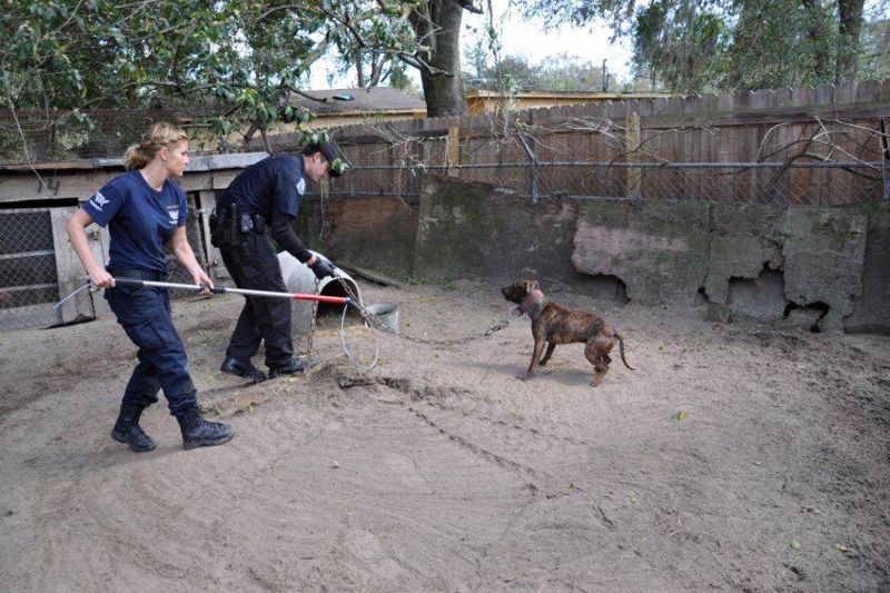 a man and woman carrying a control pole approach a chained dog