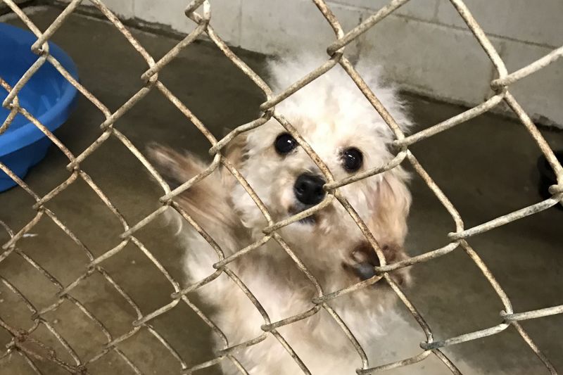 Photo of a dog from an alleged puppy mill at a shelter after seizure.