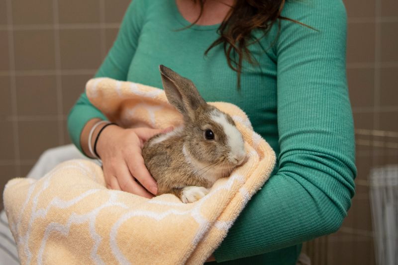 a woman cradles a rabbit in her arms