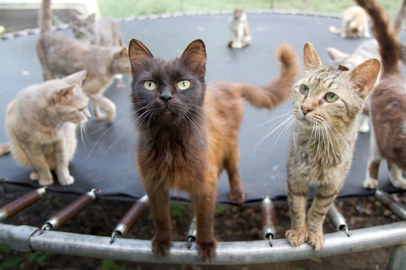 a group of cats standing on a trampoline