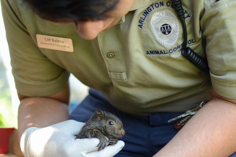 an animal control officer holds a small rodent