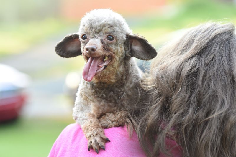 a puppy mill dog looks over the shoulder of her owner