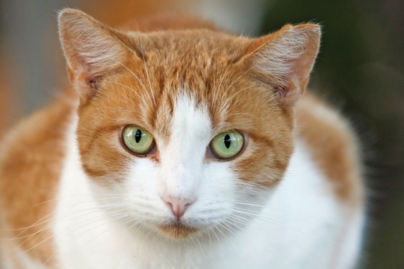 an ear-tipped cat