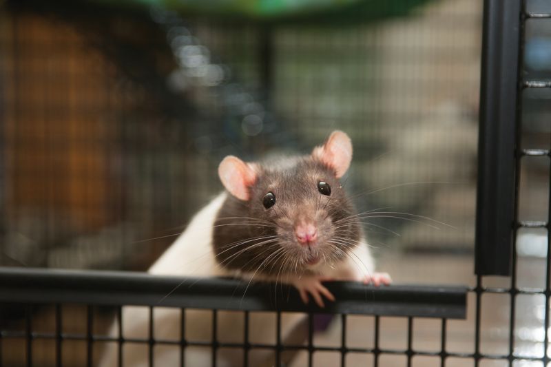 a rat peeks out of a cage