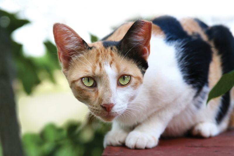 an ear-tipped cat